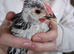 Silver Laced Wyandot rare breed, cockerel.