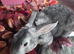 Beautiful mini rex various ages