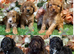 F1 small mini cockapoos various colours 30 dna health tested clear