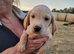 Labrador x sprocker puppies for sale