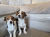 Jack Russell pups
