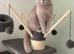 Gccf Champion Russian Bloodlines Non Active Girl for loving pet home only!