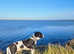 Staffy Cross American Bulldog For Stud