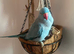 Baby blue tamed ring neck talking parrot