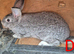Beautiful Rare Blue/Grey New Zealand bunny's
