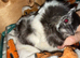 Guinea pigs