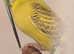 FRIENDLY BUDGIES