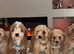 Cavapoo puppies