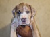 Mastiff X {merle}