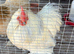 Pair of Pekin bantams