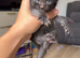 5 black and white kittens