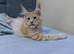 Purebred Maine Coon kittens