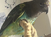 Rare blue bellied Myers parrot male
