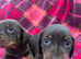 Two beautiful chocolate boys left PRA CLEAR