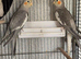 Young Cockatiels Available – Pearl Females & Grey Males (Unrelated)