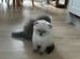 Scottish fold kittens