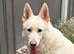 REHOME OUR BOY - WALSALL
