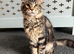 Gorgeous Tabby Boy Ready Now!