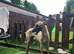Bedlington whippet