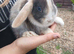 Male young mini lops