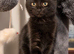 Norwegian forest cat cross