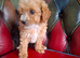 Toy cavapoo health checked