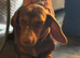 Miniature dachshund female for sale