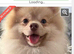 Pomeranian male dog 2 years old.
