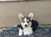 Cute Pembrokeshire corgi puppies