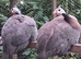 Guinea Fowl Keets