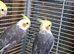 Cockatiels