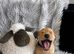 Exceptional Labrador puppies