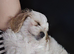 Boy cavachon