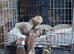 4 gorgeous chocolate mini dachshund puppiespuppies