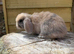 Mini lop harlequin doe