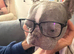 KC Registered Female French bulldog