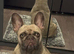 French bulldog for adoption