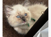 6 gorgeous Ragdoll kittens ready to leave now 2 boys and 4 girls