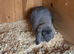 Mini lop Buck Blue opal