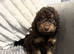 F1BB Cavapoos ready now 1 girl 3 boys