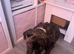 6 months old cane corso full breed