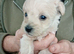 Westiepoopuppies