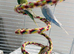 Budgie with cage