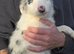 Beautiful border collie pups for sale