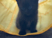 4 kittens for sale one tabby female 1 tabby male and 2 fully black males looking for forever homes!