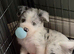 Beardie Border x collie pups ready to leave mum 15th July