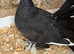 Indian fantail pigeons