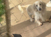 Male Kc reg mini dachshund