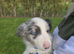 Beautiful border collie pups for sale