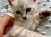 Tica Active Seal Silver Snow Lynx Bengal
